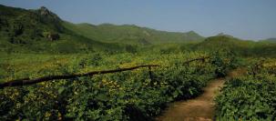 Lomas de Lachay