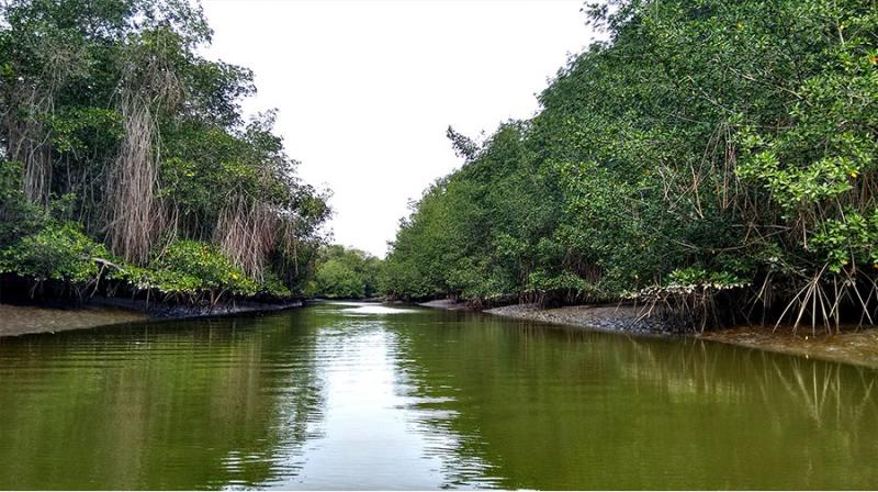 Santuario Nacional Los Manglares de Tumbes