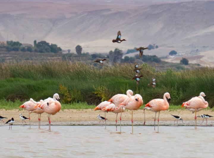 Santuario Nacional Lagunas de Mejía