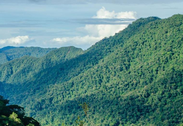 Bosque de Protección San Matías San Carlos