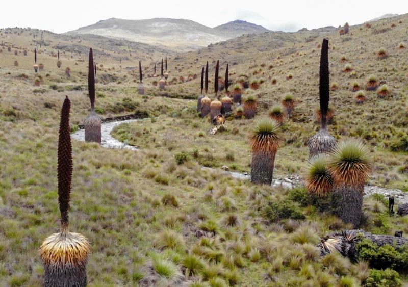 Reserva Nacional de Calipuy