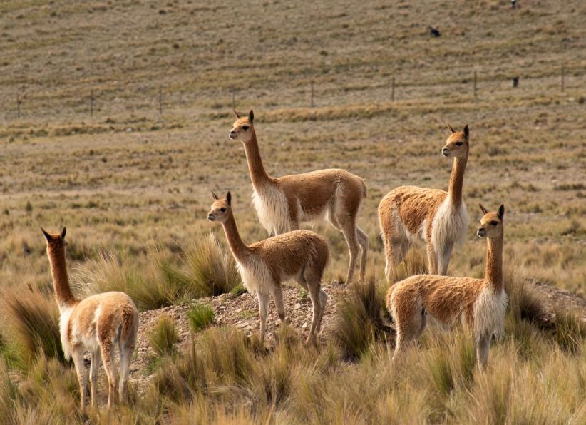 Reserva Nacional Pampa Galeras Barbara D'Achille