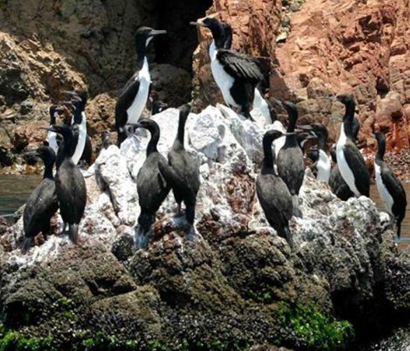 Islas Ballestas