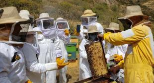 Apiturismo, la experiencia en la que estarás rodeado de miles de abejas a tan solo dos horas de Lima