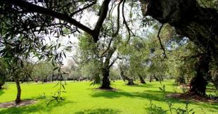 Parque El Olivar