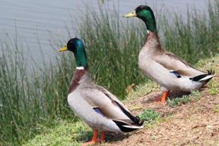 Imagen Patos