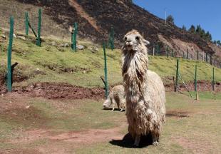 Imagen Alpaca