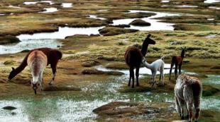 Imagen Reserva Nacional Salinas y Agu