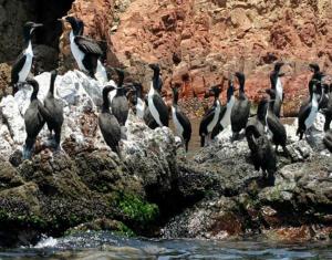 Islas Ballestas