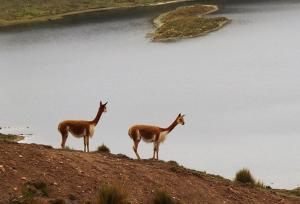 Imagen Fauna de la Laguna Marcapomacocha