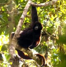 Imagen Fauna del Parque Nacional Del Río Abise
