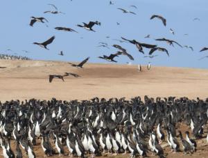 Imagen Pingüinos de la Reserva Nacional
