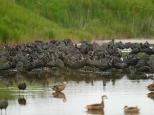 Imagen Fauna del Santuario Nacional Lagunas