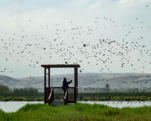 Imagen Avistamiento de Aves