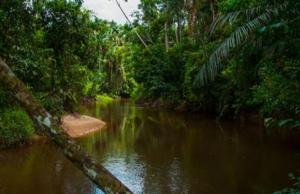 Parque Nacional Gueppí-Sekime