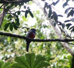 Imagen Fauna del Parque Nacional Gueppí-Sekime
