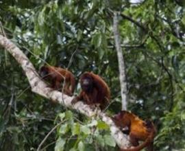 Parque Nacional del Manu