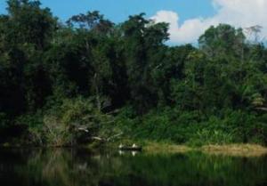 Bosques