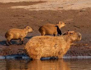 Imagen Capibara