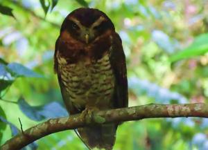 Imagen Fauna del Parque Nacional