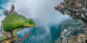 Imagen Libro Santuario Nacional Cordillera Col�