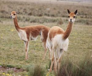 Imagen Fauna