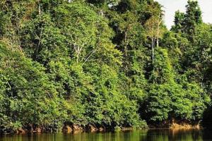 Imagen Reserva Comunal Airo Pai