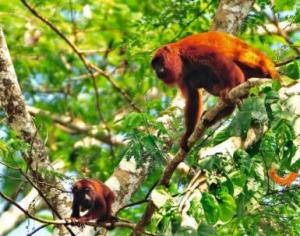 Imagen Fauna de la Reserva