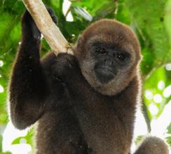 Imagen Fauna de la Reserva Comunal Huimeki