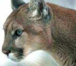 Imagen Fauna
