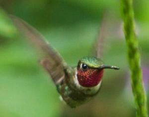 Imagen Colibrí