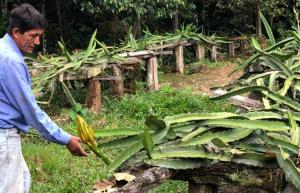 Imagen Cultivo de Perú