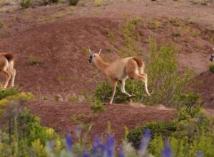 Imagen Fauna de la Reserva Nacional de Calipuy