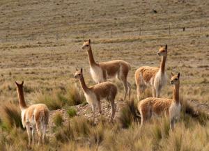 Reserva Nacional Pampa Galeras Barbara D'Achille