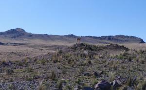 Imagen Reserva Nacional Pampa Galeras