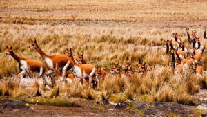 Imagen Manada de Vicuñas