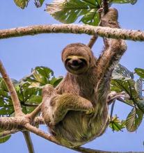 Fauna
