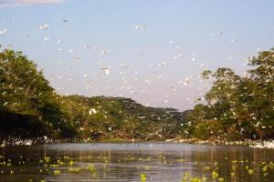 Lago cocha