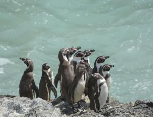 Imagen Pingüinos de la Reserva Nacional