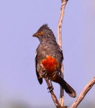 Imagen Fauna del Santuario Histórico